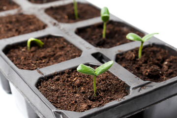 Seedlings of cucumbers - close-up in pallets, top view. The concept of landscaping, harvesting,...