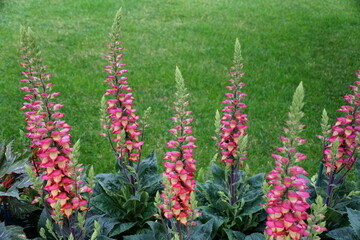 Beautiful Hybrid foxglove 'Digiplexis Illumination Flame' flowers © Khairil