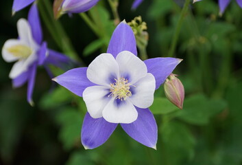 Beautiful Colorado Blue Columbine flowers at full bloom in the Spring
