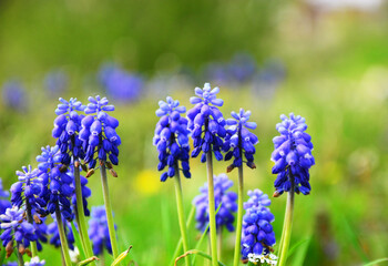 flowers in a field