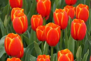 Beautiful red and yellow tulip flowers at full bloom in the Spring