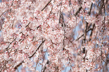 枝垂桜