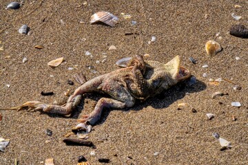 dead frog on the beach