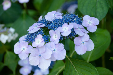 紫陽花
