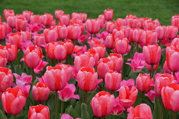 Stunning colors of Darwin Hybrid tulip 'Pink Impression' flowers at full bloom