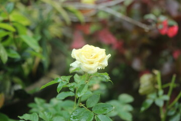 rose in garden