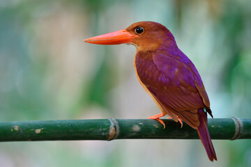 Ruddy kingfisher (halcyon coromanda) brown to red bird with large beaks and purple shade on its back during migation trip passing through city garden in bangkok, thailand