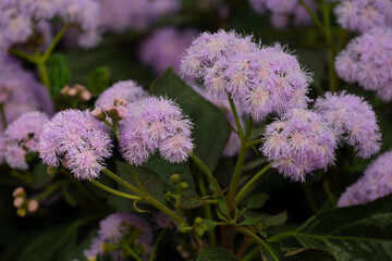growing ageratum bloom pink blossom flover natural green