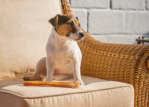 Young Jack Russel Dog Sitting In The Sun With Treat 