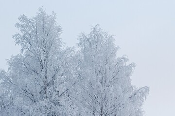 Snow and frost covered trees in Badhusparken in Östersund