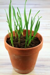 Growing garlic in a small pot.  Young green garlic plants can grow at home.