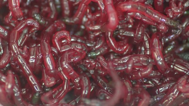 a lot of bloodworms, background