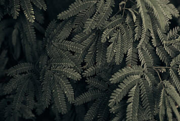 green fern background