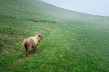 Yellow-ish Faroese sheep walks a narrow path into the mist on a cold, cloudy, misty day in Kalsoy, Faroes.