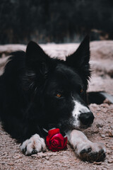 Perro con rosa, ojos llamativos 