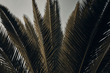 palm tree leaves