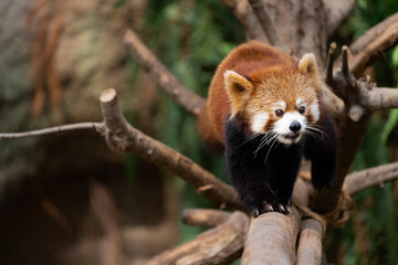 The red panda lives in the mountains from southwest China to the Himalayas.