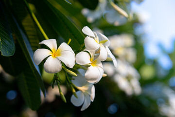 Fototapeta na wymiar White and yellow plumeria flowers in the summer on the sunset. flowers background. Close-up view.