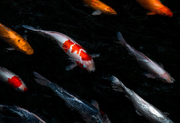 Detail of colorful Koi Fishs or Koi Carp swimming inside the fish pond at sunny day, Japanese fish species, Many colorful patterns, No focus, specifically.