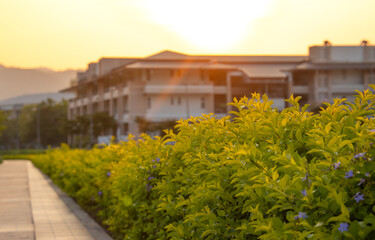 Fototapeta premium Scenery of buildings and footpath with a green bush on sunset.