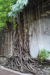 Closeup shot of old thick beautiful tree vines covering an old building wall and the roof