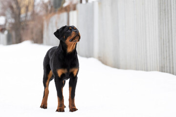 Pure-blooded rottweiler dog aged five months stands in the snow in the middle of the street in the country village against the background of a gray fence of metal profile in a beautiful rack.