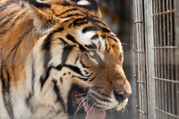 Red-haired tiger caught and deprived of the will of which is put in a cage looks through the lattice of the enclosure inhumane and cruel treatment of animals by circuses and zoos in the world.