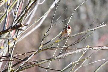 Portrait of bird goldfinch sitting on the branch in the sunny autumn