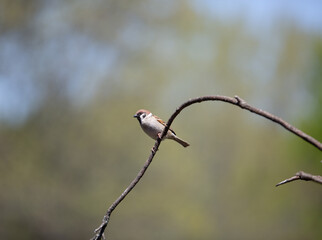 Eurasian tree sparrow perched on lone branch