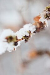 Spring Buds With Frost And Snow In Colorado Springtime, Leaf Branch Green Buds Covered In Snow