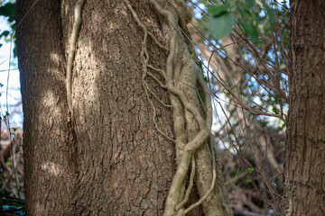 Large Ivy root growing around tree 