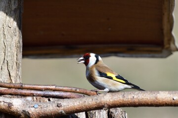 Portrait of bird goldfinch eating fruits and seeds on feeder rack