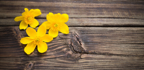 yellow spring flowers on dark wooden background