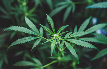 Plantacion interior de marihuana del tipo amnesia haze medicinal y para uso recreativo