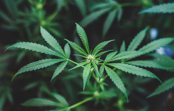 Plantacion interior de marihuana del tipo amnesia haze medicinal y para uso recreativo