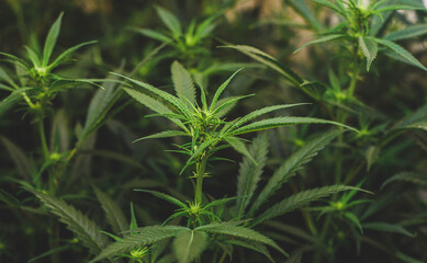 Plantacion interior de marihuana del tipo amnesia haze medicinal y para uso recreativo