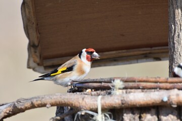 Portrait of bird goldfinch eating fruits and seeds on feeder rack