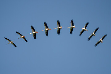 sequence of a stork gliding under a blue sky