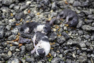 Newborn puppy cats