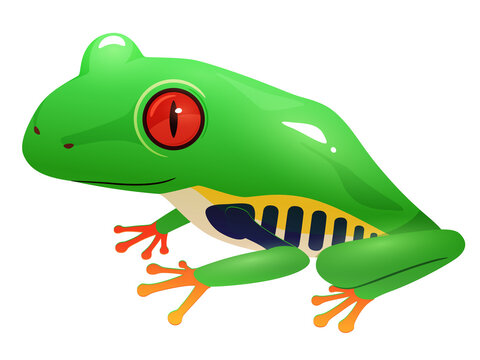 アカメアマガエル Images Browse 33 Stock Photos Vectors And Video Adobe Stock アカメアマガエル Images Browse 33 Stock Photos Vectors And Video Adobe Stock