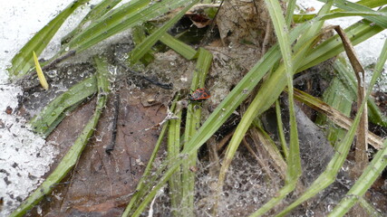 beetle in the middle of green grass