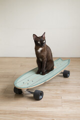 brown kitty cat on surf skateboard funny expression with sport exercise concept healthy lifestyle © Lerluck