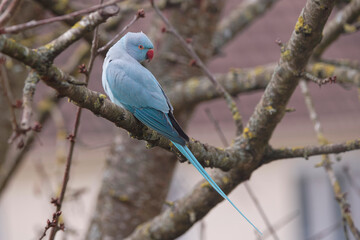 Perruche à collier bleue