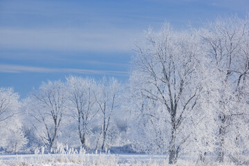 Obraz na płótnie Canvas Winter landscape of frosted trees in a rural setting, Michigan, USA