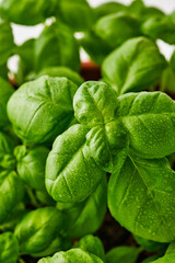 Fresh basil on a white background. Green basil. Green basil on a dark background. Food background. A lot of basil.