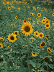 Fototapeta premium Sunflowers