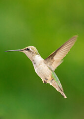 Obraz na płótnie Canvas hummingbird in flight