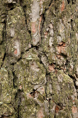the texture and texture of the bark of the tree. time is displayed on the tree and the environment. protecting the tree from insects