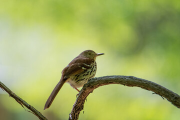 Bird on a branch