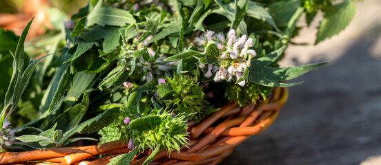 Leonurus cardiaca, motherwort, throw-wort, lion's ear, lion's tail medicinal plant in a wicker basket on a wooden table.